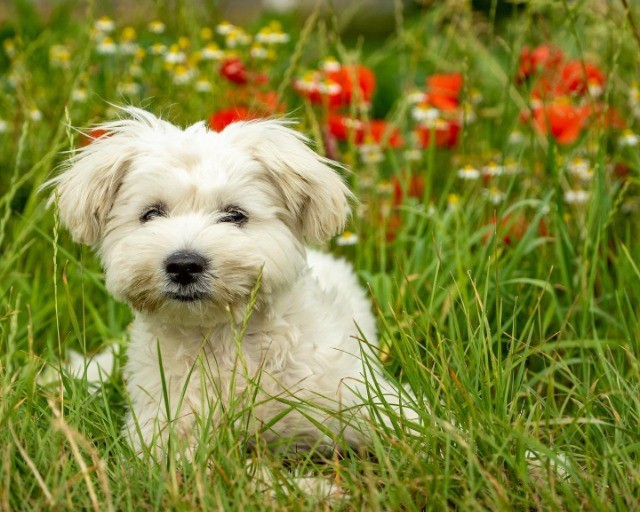 Poodle lindos filhotes disponível a pronta entrega