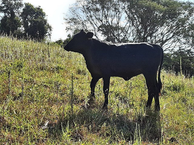 vende-se bezerros, terneiros , gado