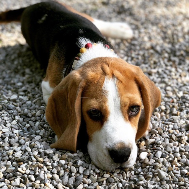 Beagle lindos filhotes disponível a pronta entrega