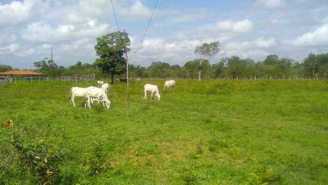Fazenda em  Cantanhede-MA - Foto 3