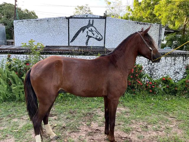 Cavalo alazão tostado de marcha picada - Cavalos e acessórios - Mata de São  João 1246892923