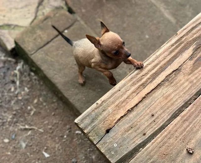 Pinscher 0 caramelo(pinhão) - Foto 3