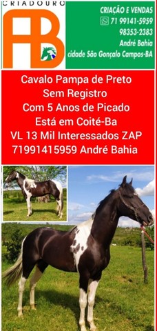 Cavalos e Éguas MM Disponíveis 