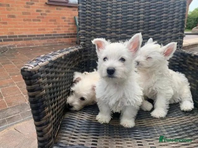 Westie best sale terrier olx