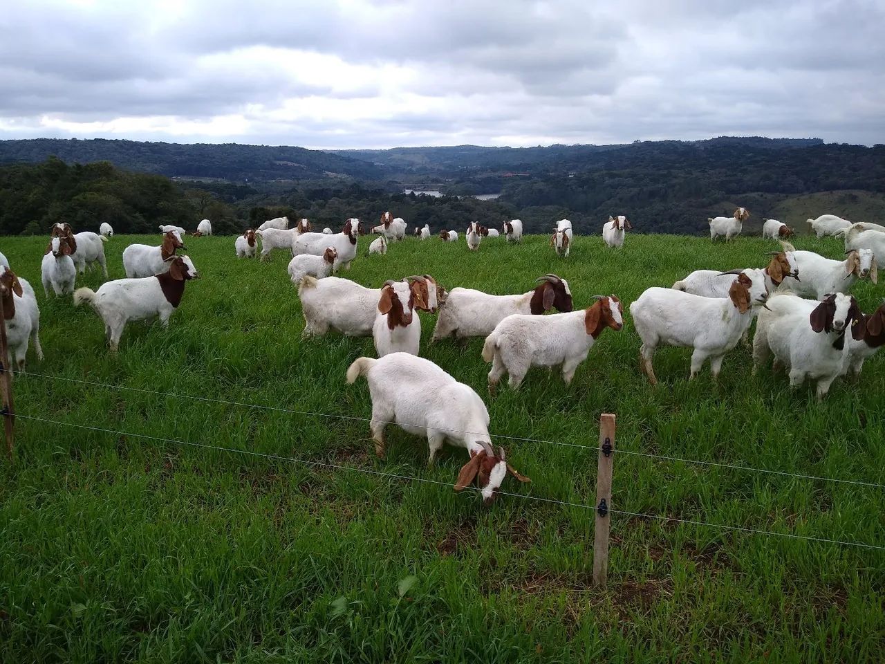 Vende-se Reprodutores, ovelhas e Consultoria e projetos - Foto 4