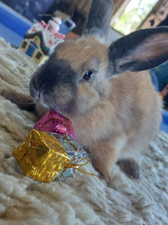 Linda coelha Menina Chocolate com a Fuça preta e orelhas pretas - Foto 3