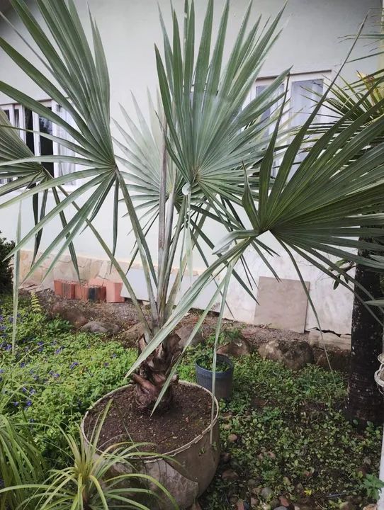 Palmeira Azul - Foto 2