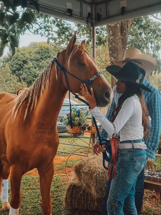 Égua QM Registrada  - Foto 4