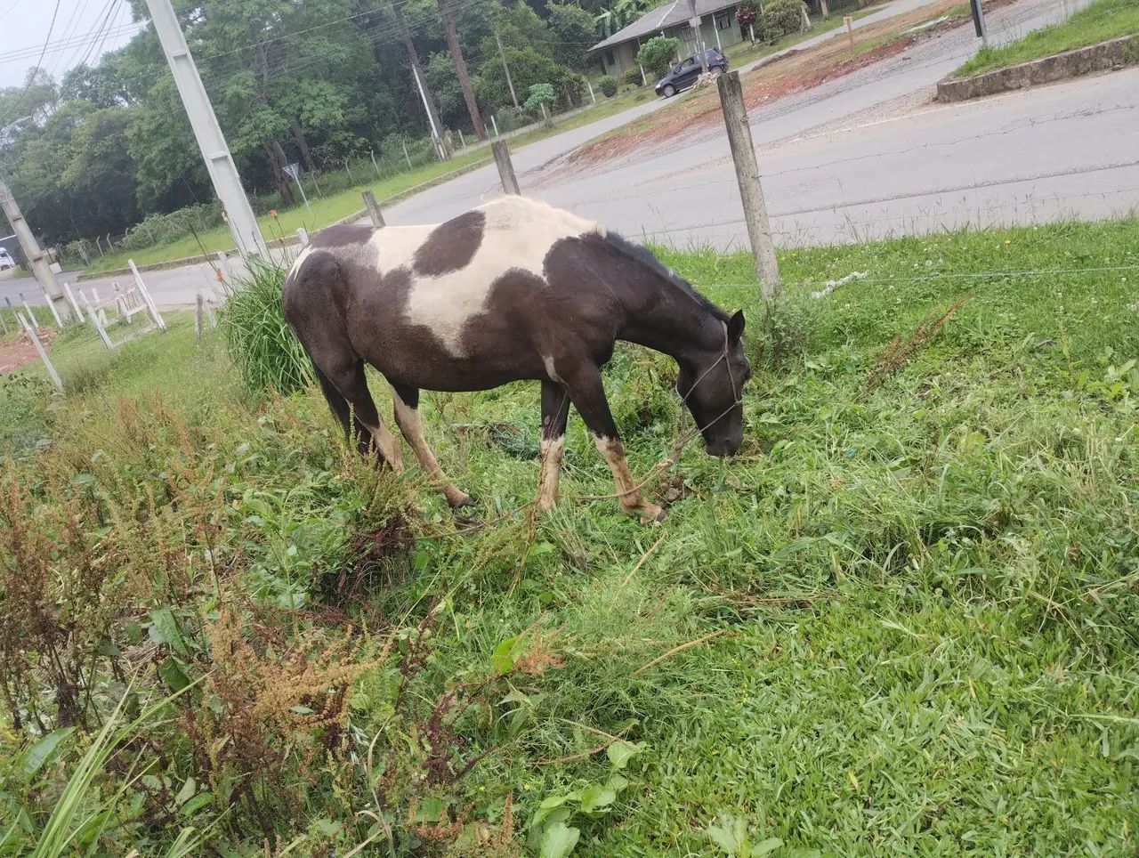 Égua Paint horse  - Foto 5