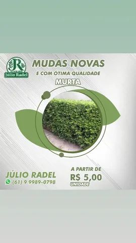 Mudas de Eucalipto, Mudas de Sansão do Campo,. - Foto 6