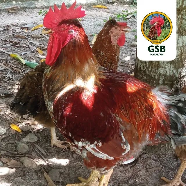 Promoção! Galinha GSB Sertaneja Balão - Pintos e ovos a venda