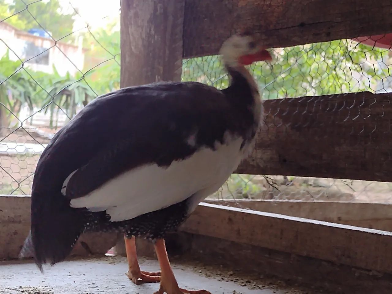 Angolistas pondo  - Foto 4