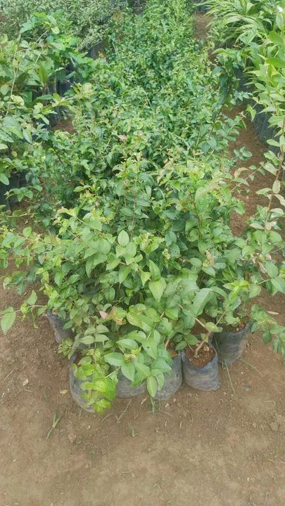 Mudas de arvores nativas - Foto 4