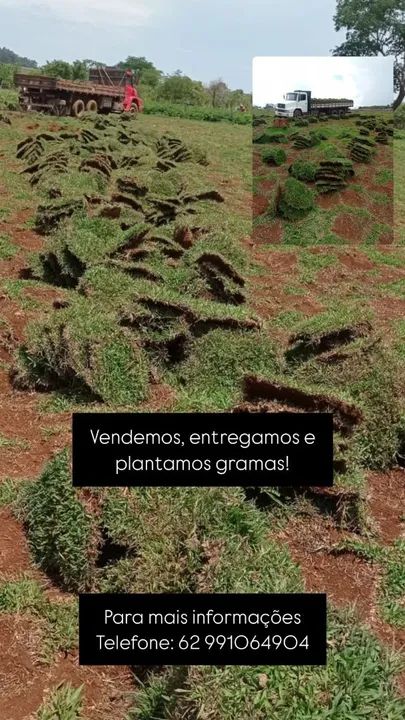 Grama para jardim - Entrega rápida!