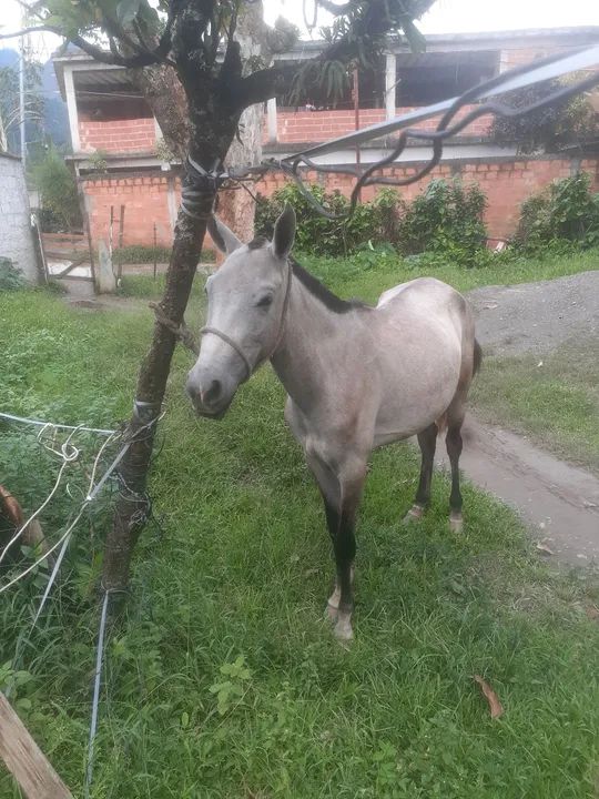 Potra lindo e dócil para venda