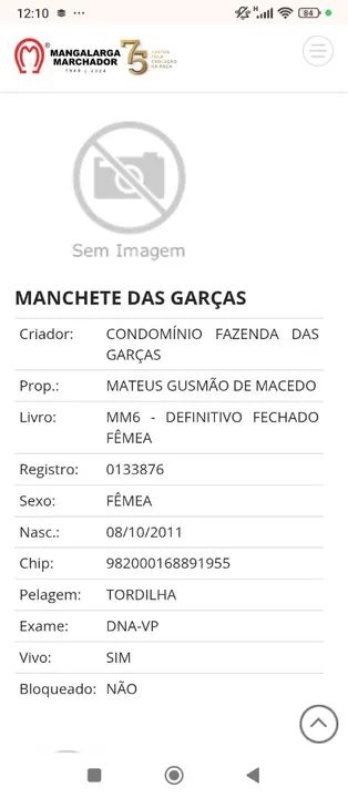 Oportunidade Égua MM Registrada - Foto 3