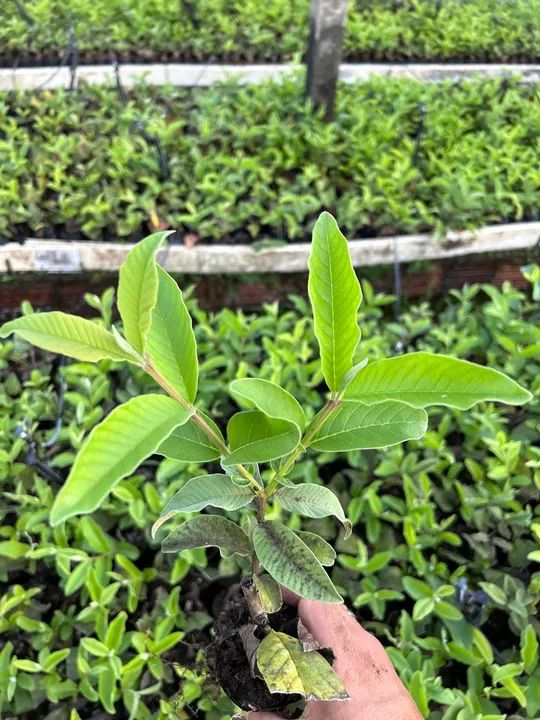 Mudas de goiaba paluma 