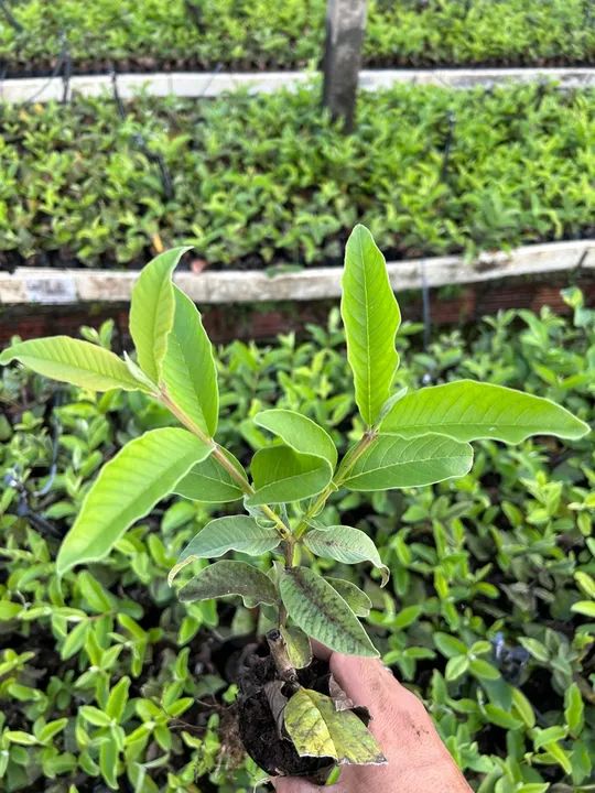 Mudas de goiaba paluma  - Foto 2