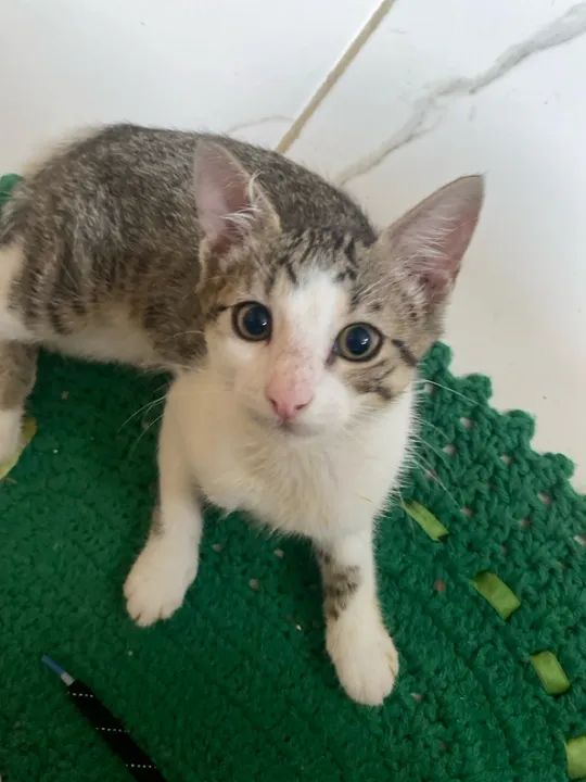 Gatinhas fofas disponíveis  - Foto 3