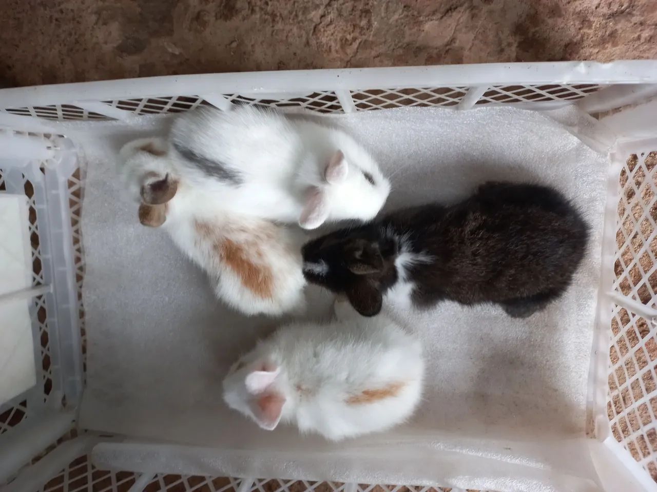 Minis lindos para presentear .