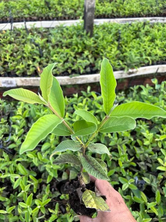 Mudas de goiaba paluma  - Foto 4