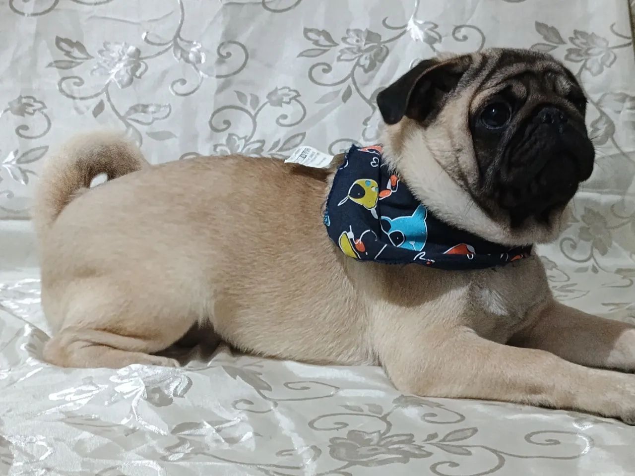 Pug macho 4 meses com todas vacinas em dia