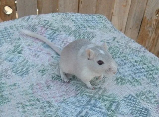 Gerbil (Esquilo da Mongólia) - Foto 3