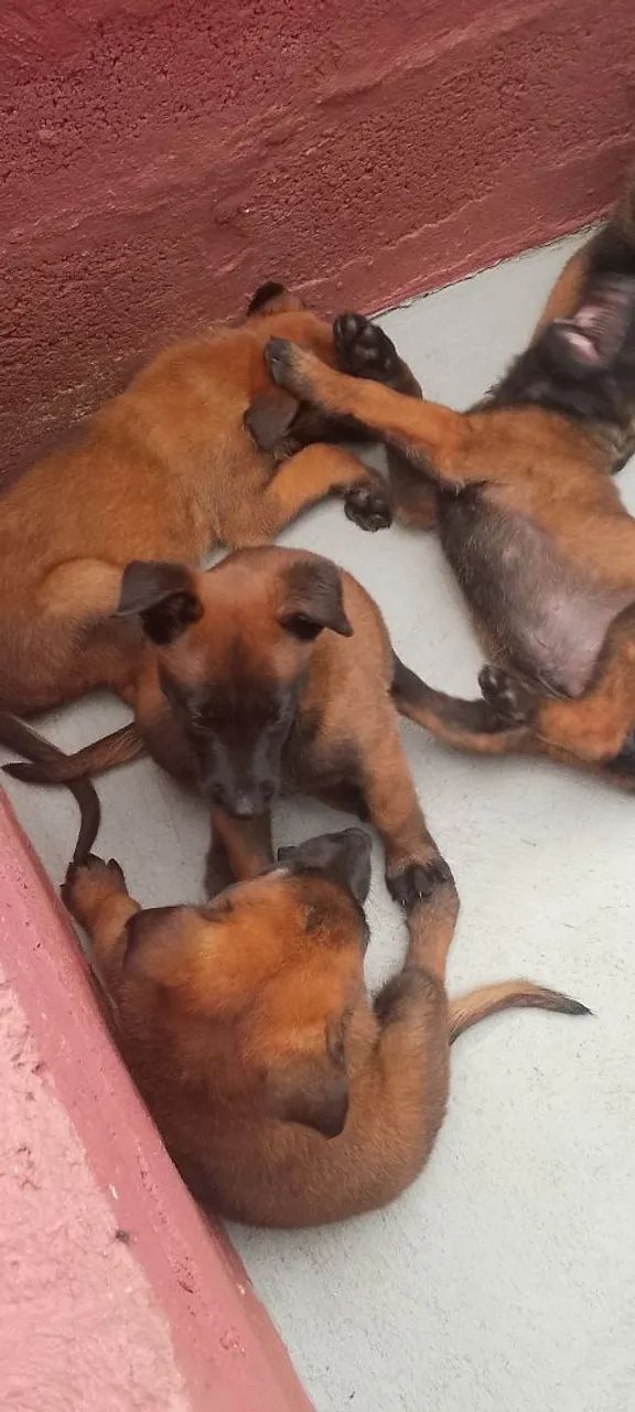 Pastor Belga Malinois com PEDIGREE CBKC  - Foto 3