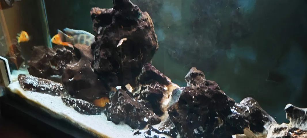 Aquario pronto  para ciclídeos africanos