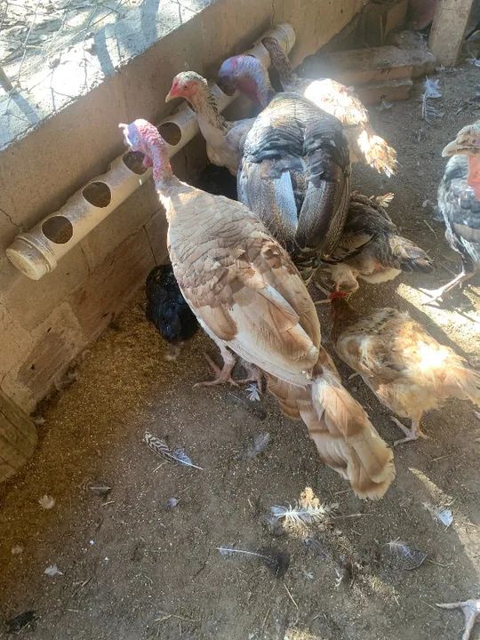 PERUS E PERUAS - Foto 4