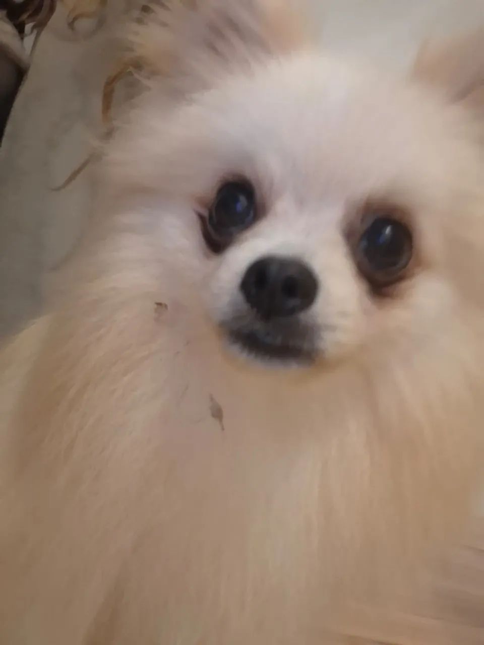 Filhote de Spitz Alemão porte pequeno - Foto 4