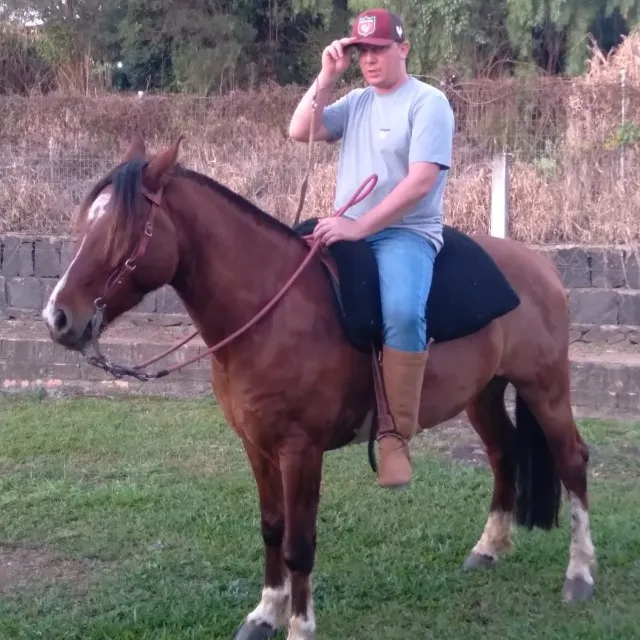 Vendo cavalo crioulo