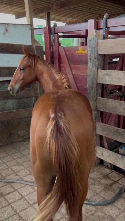 Potro Quarto de Milha 3/4 - Foto 2