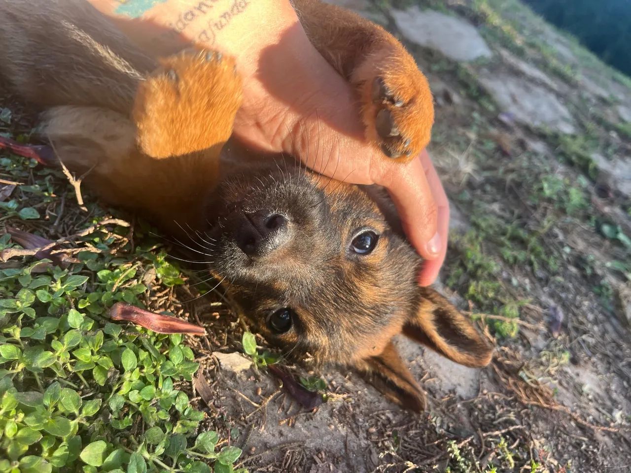 Collana Di Perle Keshi Bianche Naturali Con Pendente Barocco - Foto 13