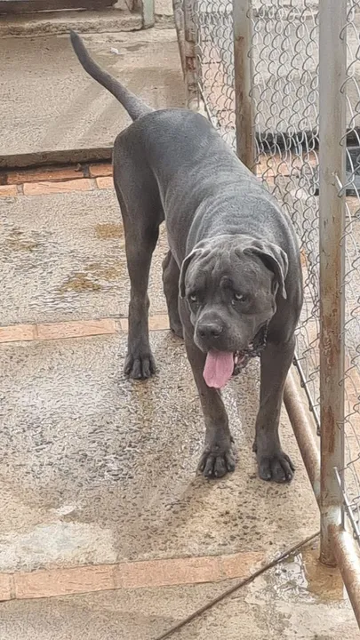 Cane Corso - filhotes disponíveis - pretos - 20 dias