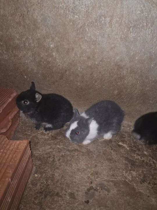 *OFERTA FILHOTES DE MINI COELHO  - Foto 2