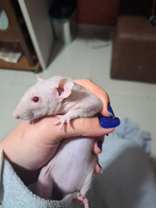 Rato Twister Hairless - Foto 3