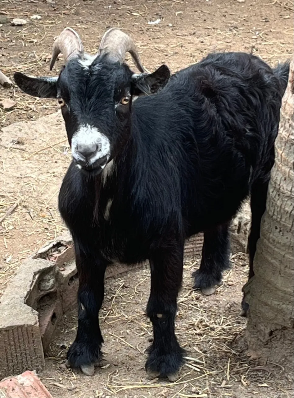 Mini Cabrito Macho Castrado