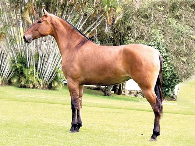 Mula de Patrão!!! - Foto 3