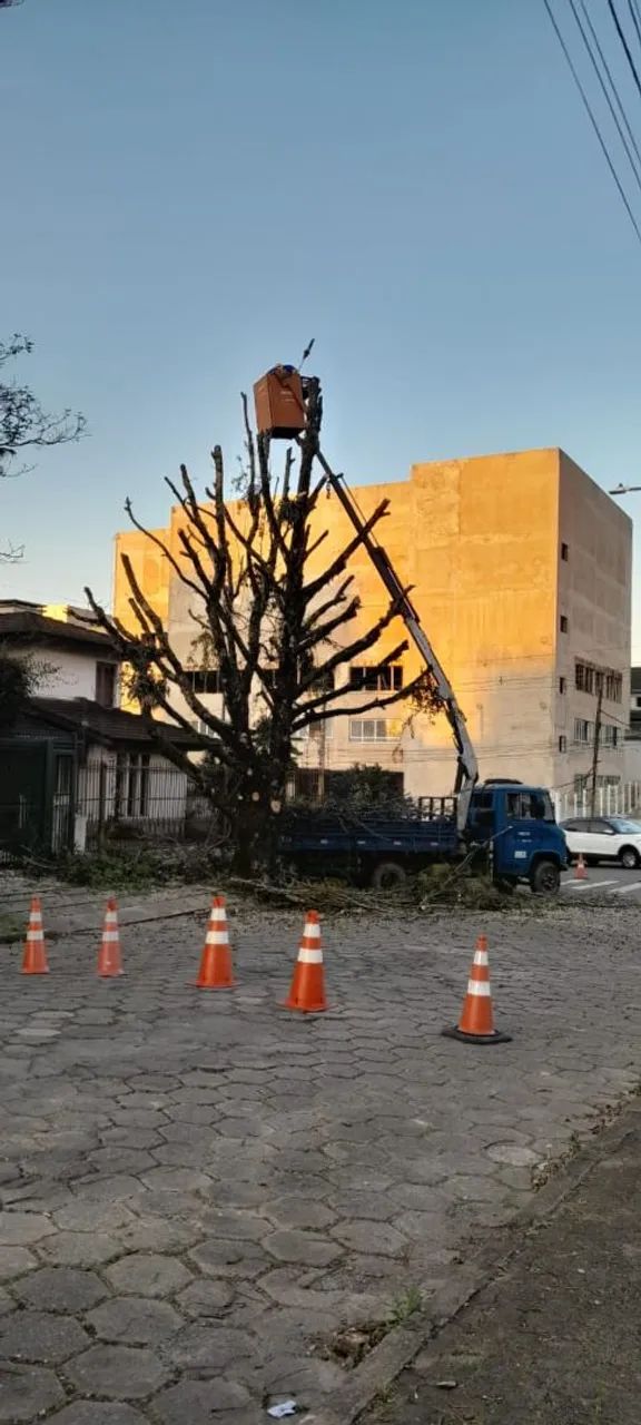 Serviço de poda e corte de árvores  - Foto 4