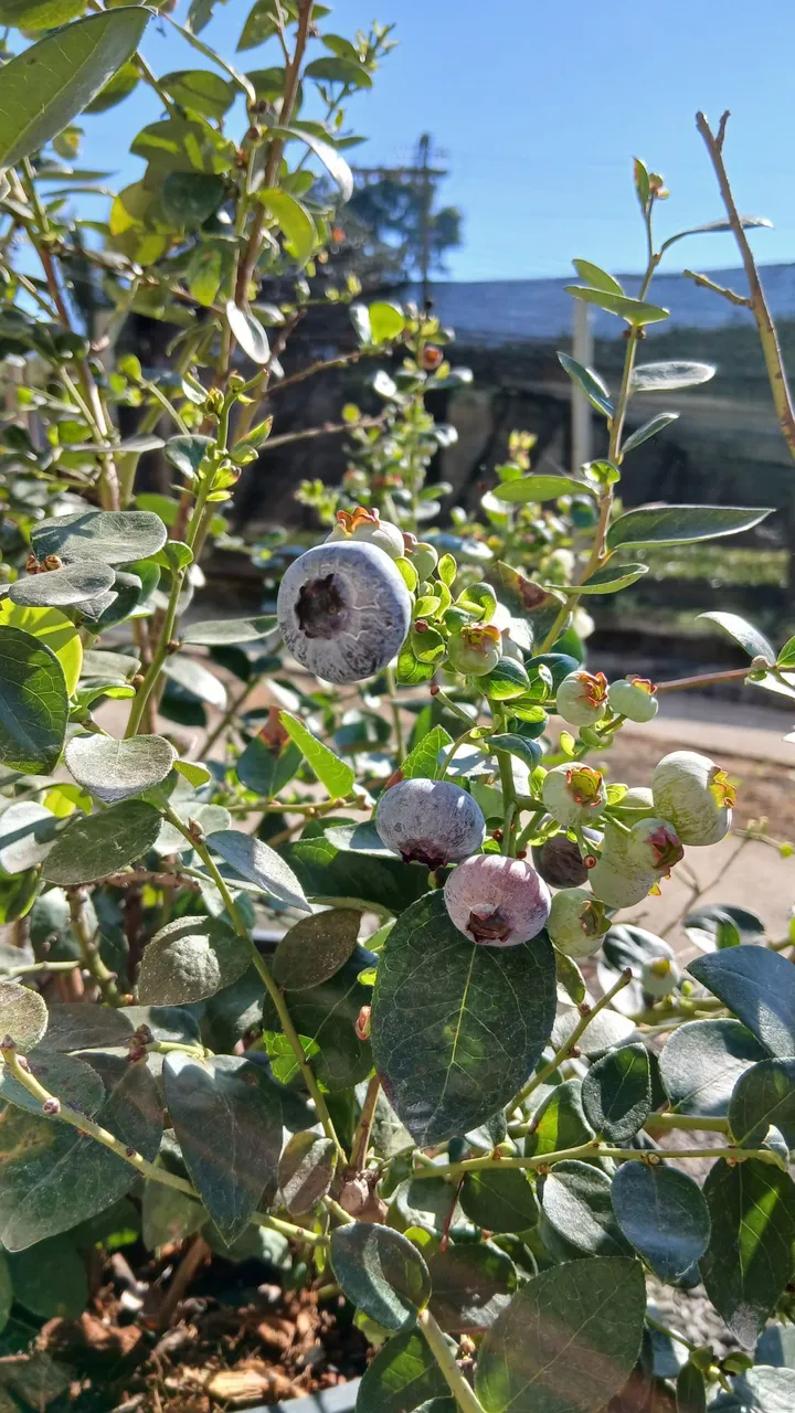 Mudas de mirtilo