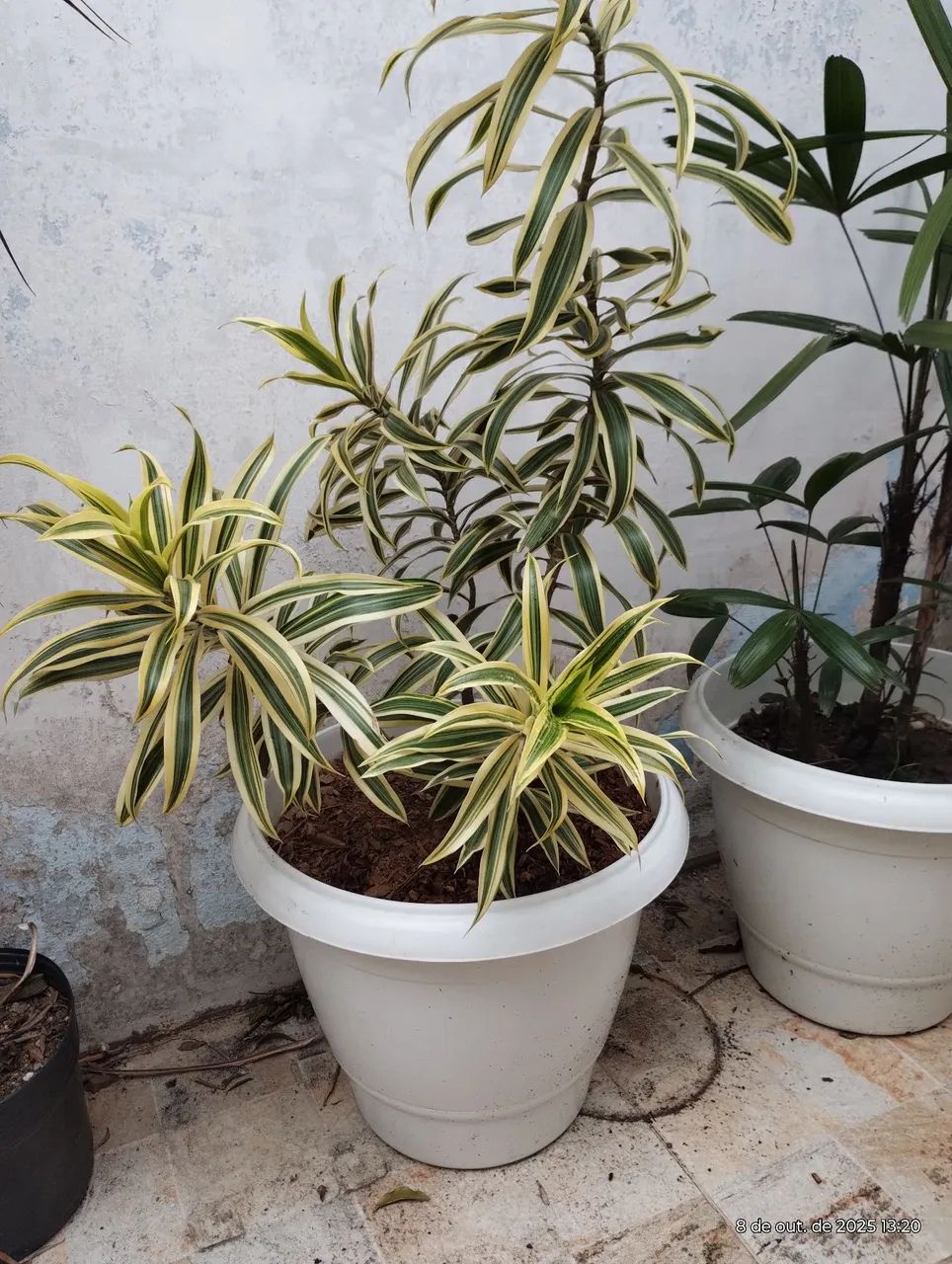 Plantas no Vaso - Foto 6
