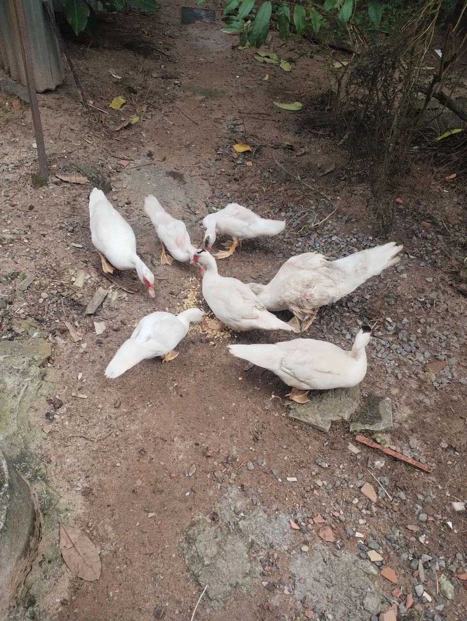 Pato - Foto 2