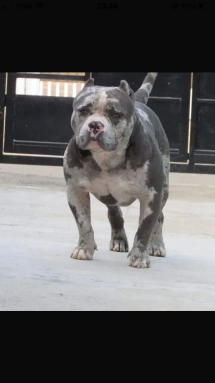 Casal de American Bully micro disponível leia o anúncio - Foto 6