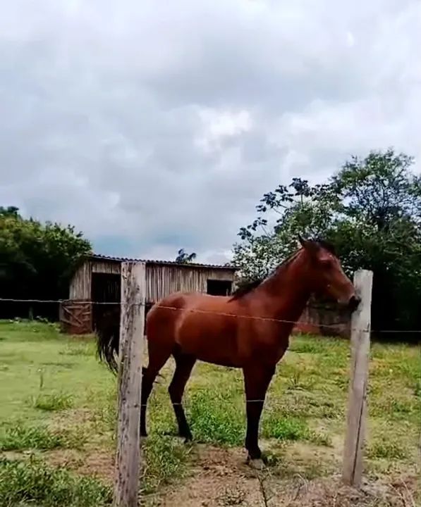 Manga larga marchador 