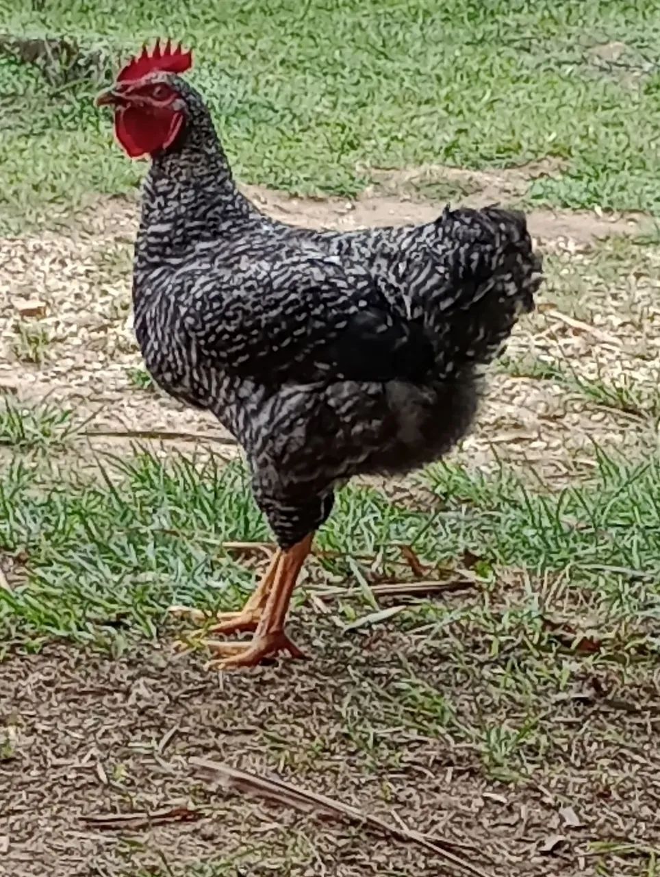 Lindos frangos carijó pesadão ( futuro reprodução) - Foto 2