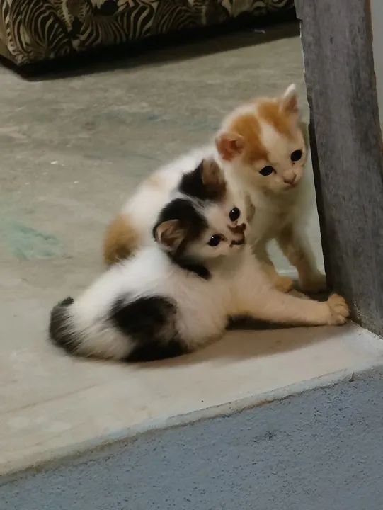 Dois gatinhos fofinhos para adoção