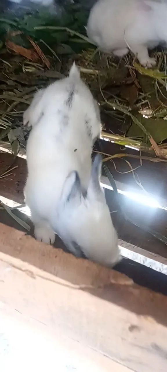 Coelhinhos Filhotes de gigantes de Flanders ótima genética 