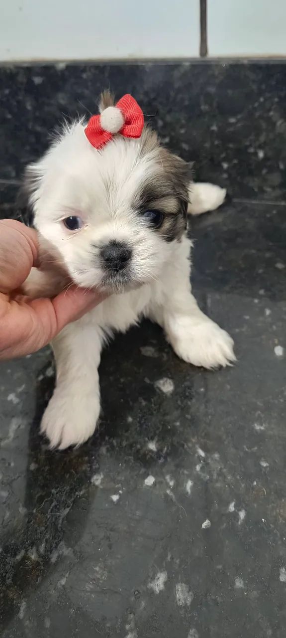 Filhotes de Shih tzu a venda machos e fêmeas  - Foto 2