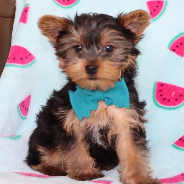 "Ele não late, ele encanta! ? Filhote de Yorkshire pronto pra ser seu companheirinho in